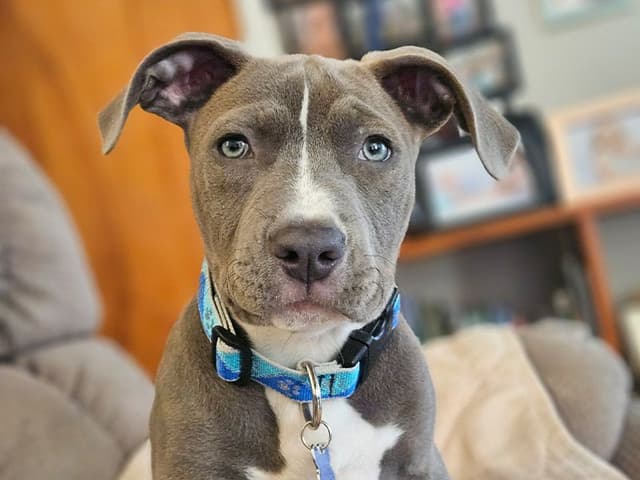 Frank